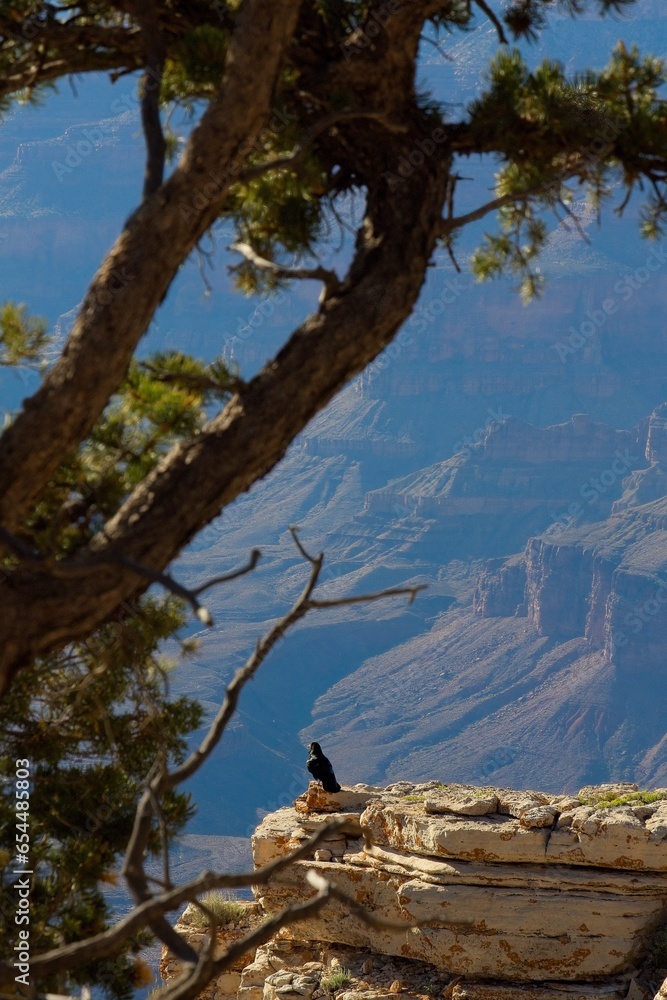 A raven, Corvus corax, sits on the edge of the Grand Canyon, Arizona.