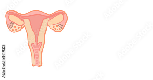 Vector illustration of female reproductive organ