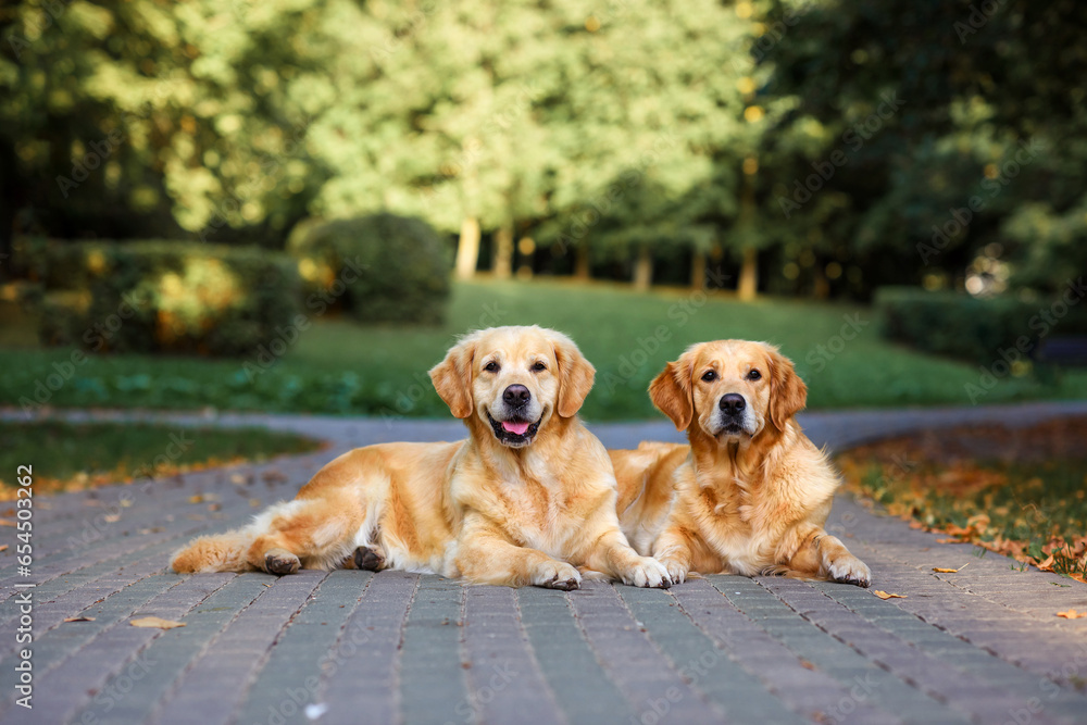 two Labrador Golder Retriever dogs sitting on the road in the park at sunset in autumn two Labrador Golder Retriever dogs sitting on the road in the park at sunset in autumn