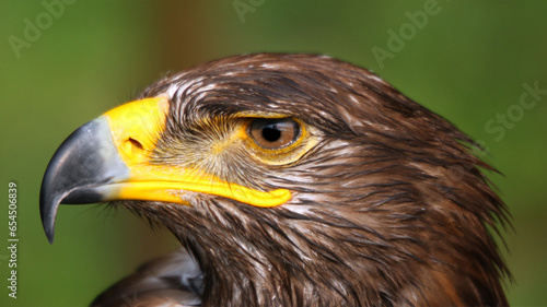 Canvas Print powerful hooked beak of Harris s buzzard with blurred background