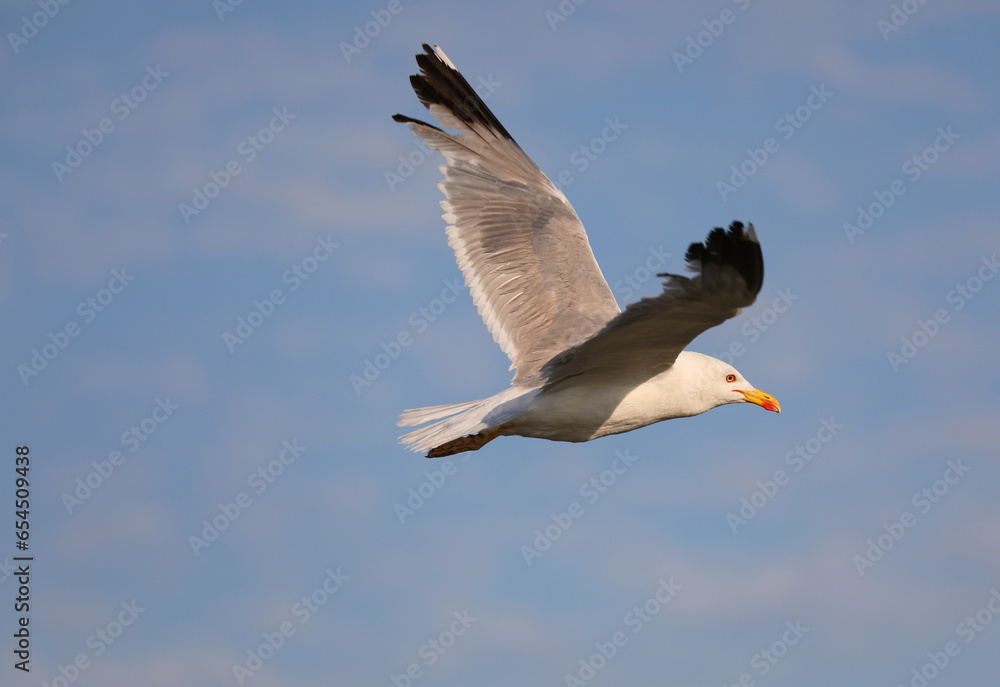 gull with yellow beak with outstretched wings flies high in the blue sky