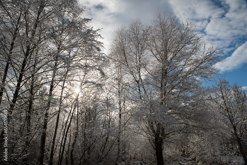 Winter, Bäume, Himmel, Wald