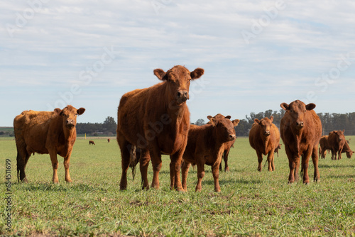 Herd of cattle in a green field