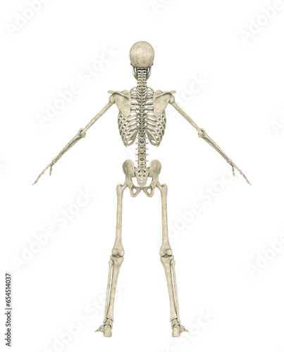 skeleton in a pose on rear view
