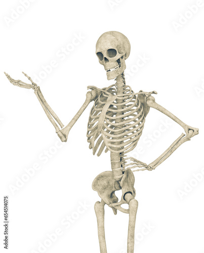 skeleton in presenting pose on close up view