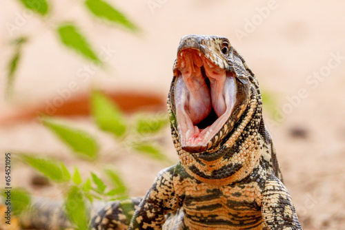 tegu, open-mouthed salvator merianae. photo