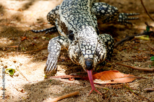tegu salvator merianae showing its forked tongue. photo