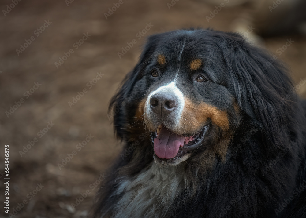 2023-09-03 CLOSE UP OF A BERNESE MOUNTAIN DOG LYING DOWN LOOKING UP WITH CLEAR EYES AND A BLURRY BACCKGROUND AT THE MARYMOOR OFF LEASH AREA IN REDMOND WASHINGTON