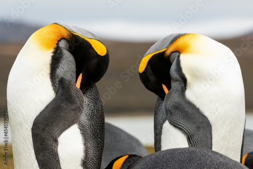 King Penguins