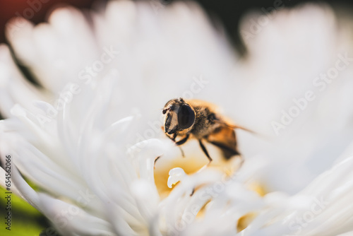 Flying honey bee collecting bee pollen from white flower. Bee collecting honey.