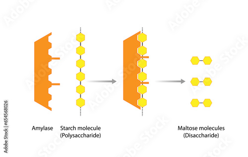 Carbohydrates Digestion. Amylase and Maltase Enzymes catalyze Polysaccharide Starch Molecule to Disaccharide Maltose Molecules, glucose Sugar Formation. Scientific Diagram. Vector Illustration. photo