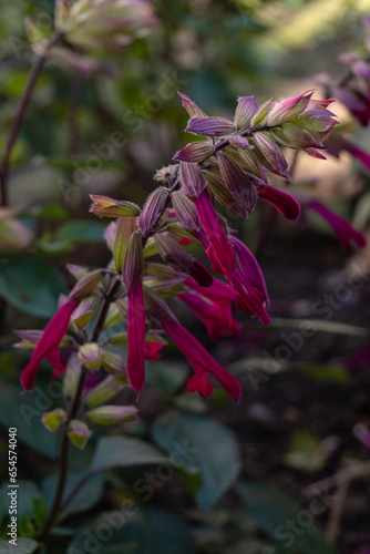 BEAUTIFUL FLOWER SALVIA INVOLUCRATA, IN VIOLET, FUCHIA, PURPLE COLORS WITH GREEN LEAVES photo