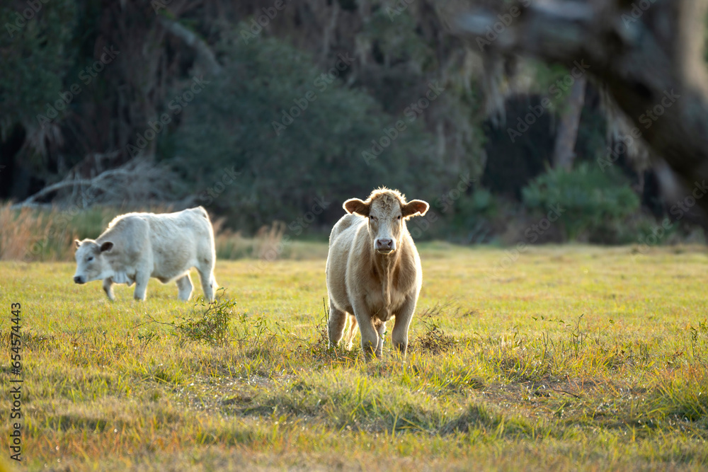 Fototapeta premium Feeding of cattle on farmland grassland. Milk cows grazing on green farm pasture on warm summer day