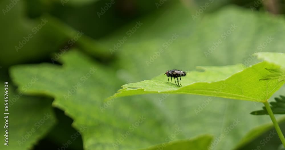 Fly on a green leaf Fly on a green leaf