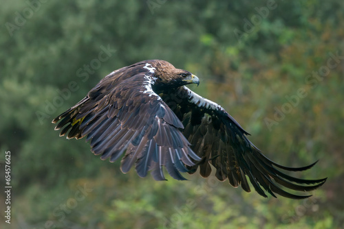 Iberian imperial eagle in flight © fsanchex