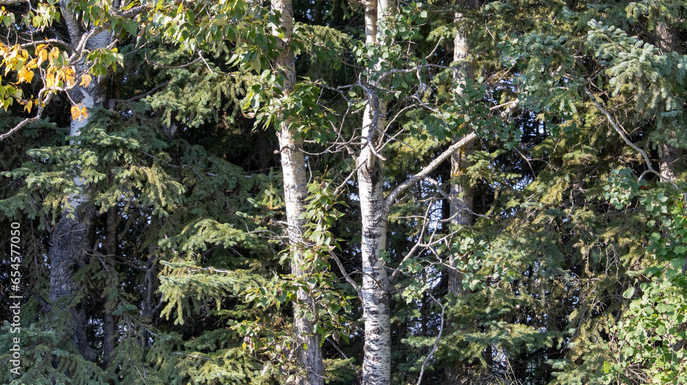 Fototapeta premium moss on the tree
