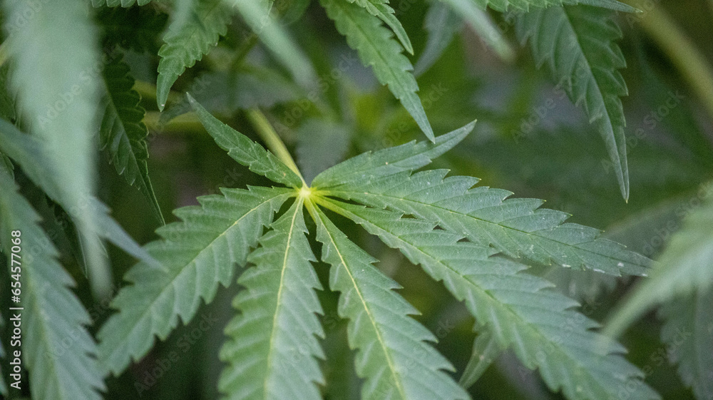 close up of hemp leaf close up of hemp leaf