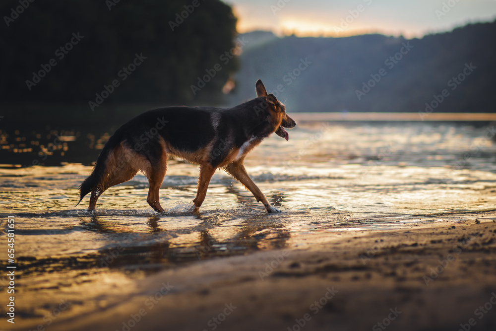 German Shepherd dog on the beach at sunset German Shepherd dog on the beach at sunset