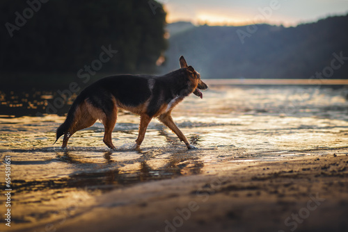 German Shepherd dog on the beach at sunset