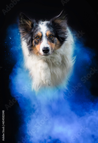 Border collie dog in blue holi powder