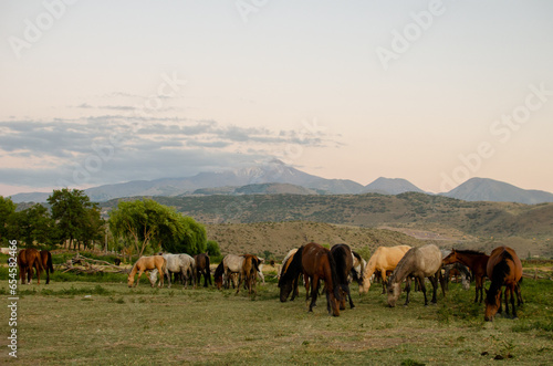 Yılkı horses in Kayseri Turkey © fotomey50