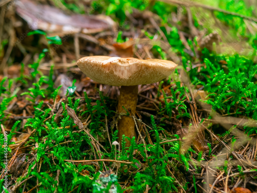 Beautiful mushroom hog growing in the grass color Beautiful mushroom hog growing in the grass color