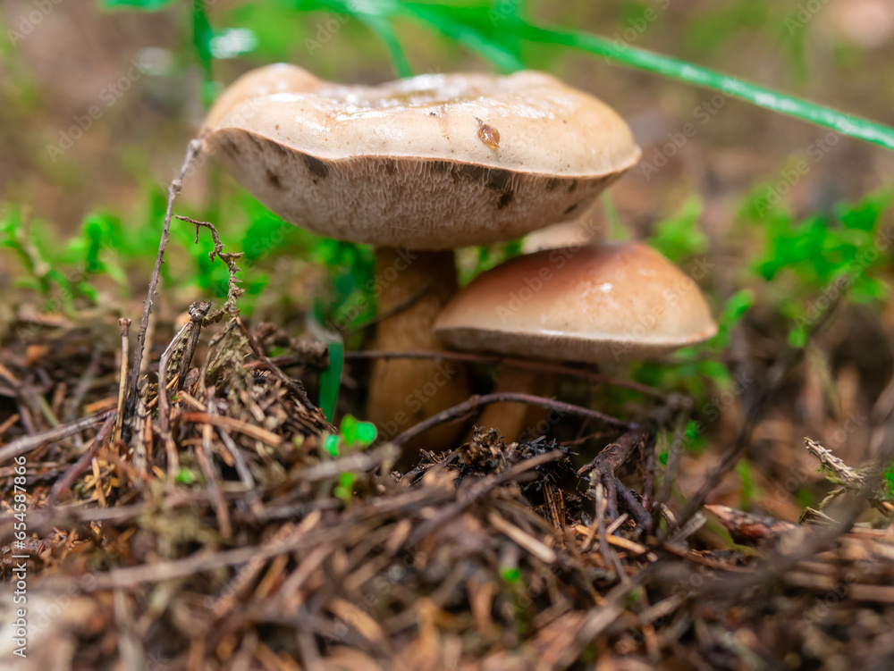 Beautiful mushroom hog growing in the grass color Beautiful mushroom hog growing in the grass color