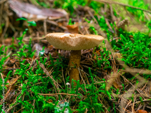 Beautiful mushroom hog growing in the grass color