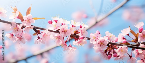Beautiful pink cherry blossoms on tree under blue sky during spring season flora pattern texture nature floral background