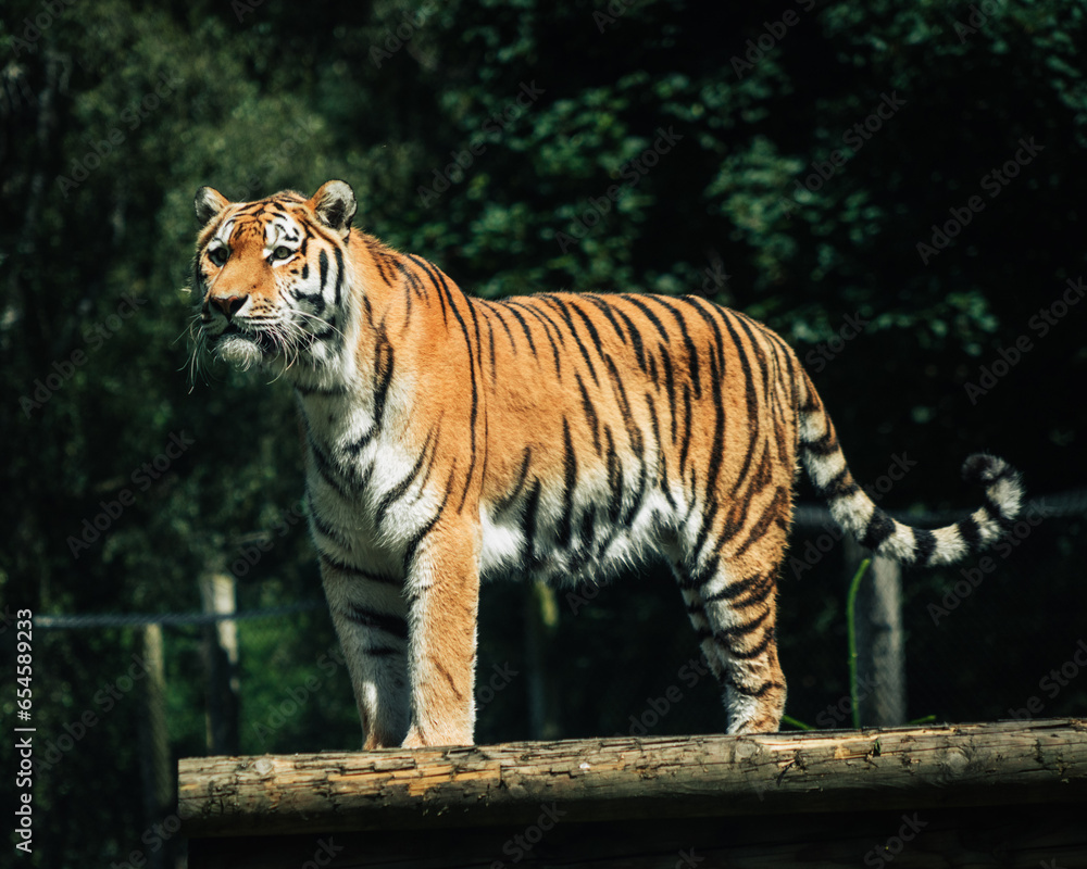 Fototapeta premium Wildlife Tiger free