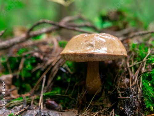 Beautiful mushroom hog growing in the grass color