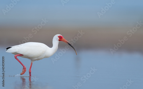 White Ibis with all its glory!!!
