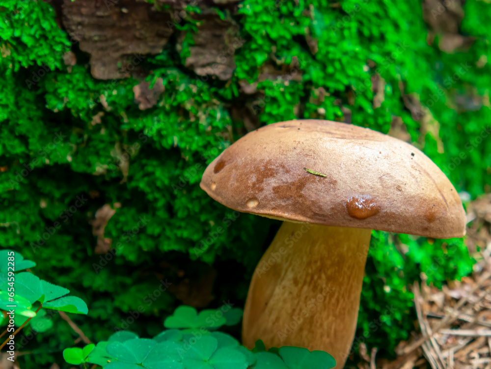 Beautiful mushroom hog growing in the grass color Beautiful mushroom hog growing in the grass color