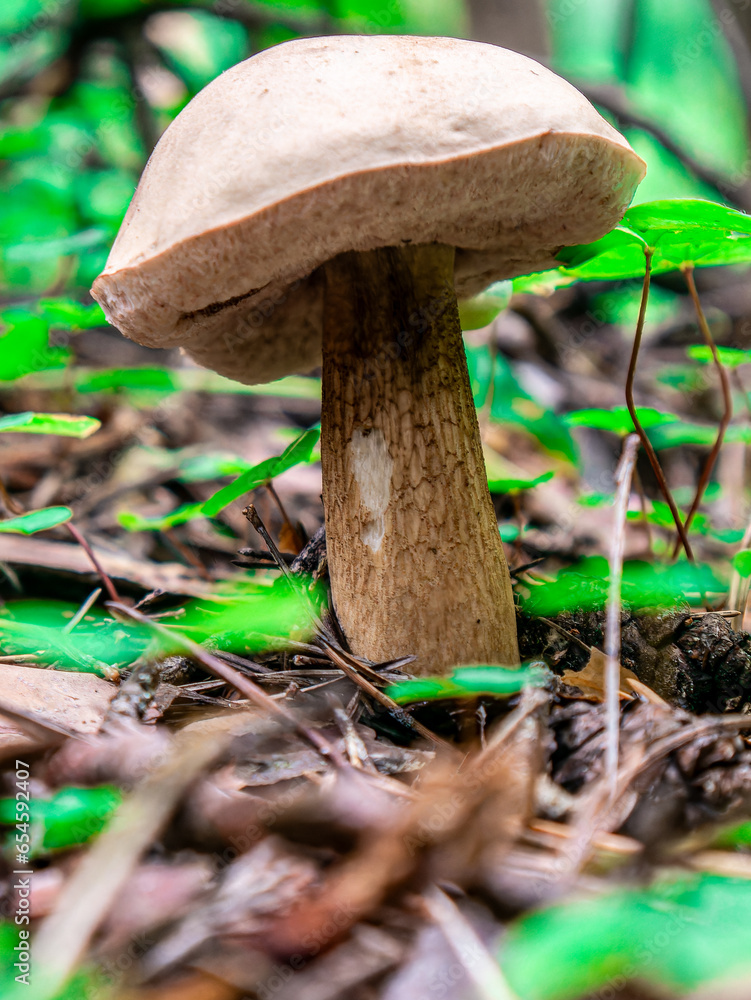 Beautiful mushroom hog growing in the grass color Beautiful mushroom hog growing in the grass color