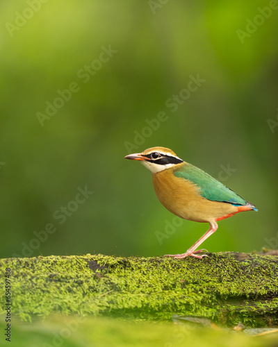 Indian Pitta Showing Off its Rainbow colors!!