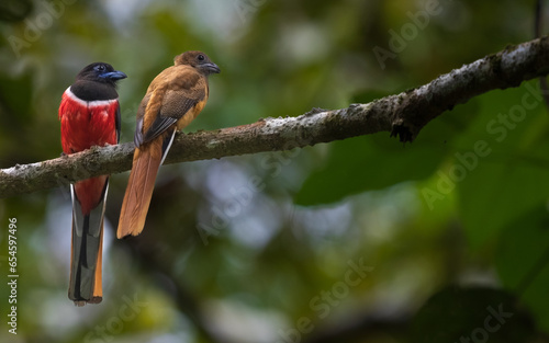 A rare sight of male and female Malabar Trogons spotted together!!