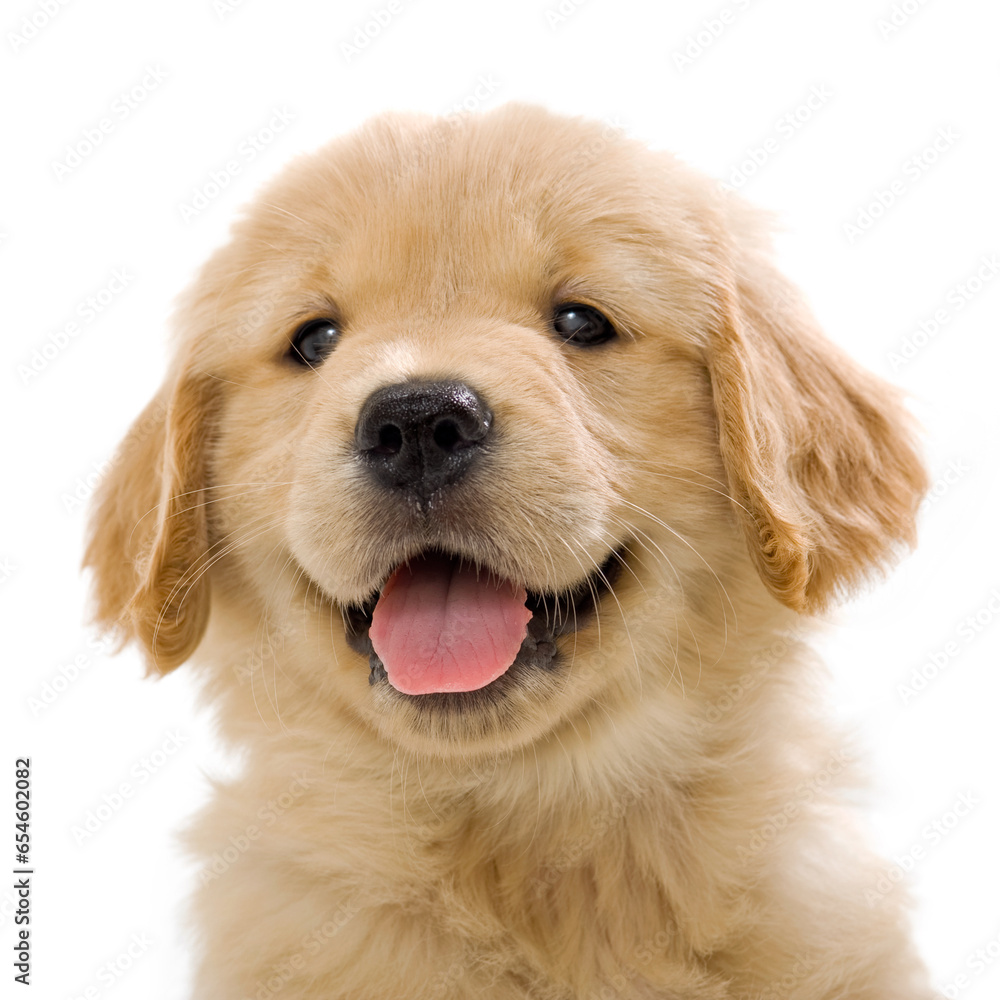 Happy 7 Week old Golden Retriever puppy on white background Happy 7 Week old Golden Retriever puppy on white background