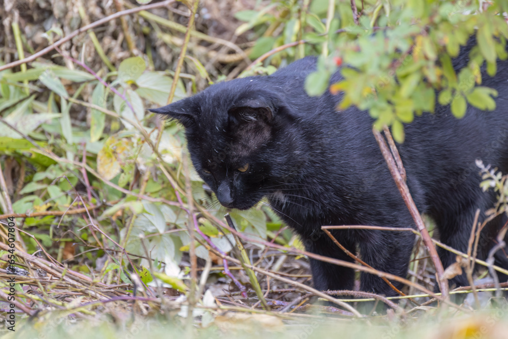 The Black domestic cat on the hunt The Black domestic cat on the hunt