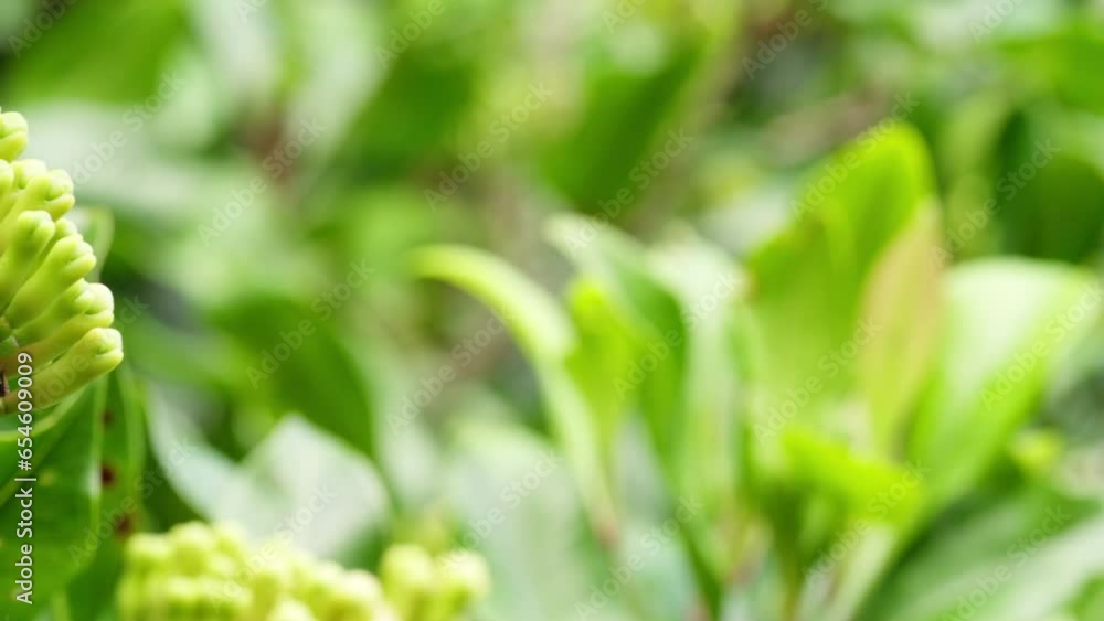 Closeup, dolly, fresh and green clove buds on plantation, syzygium aromaticum Closeup, dolly, fresh and green clove buds on plantation, syzygium aromaticum