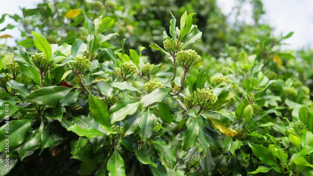 Dolly, clove tree with fresh clove buds, stalks and stems for kretek cigarettes Dolly, clove tree with fresh clove buds, stalks and stems for kretek cigarettes
