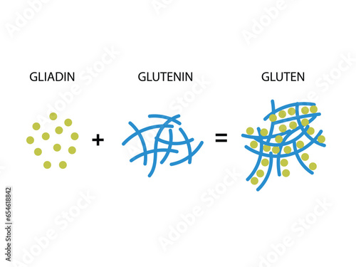 Gluten Formation. Disulfide Bond Formation From Two Molecules, Gliadin and Glutenin