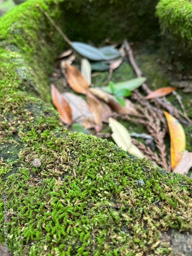Fototapeta premium moss on the stone