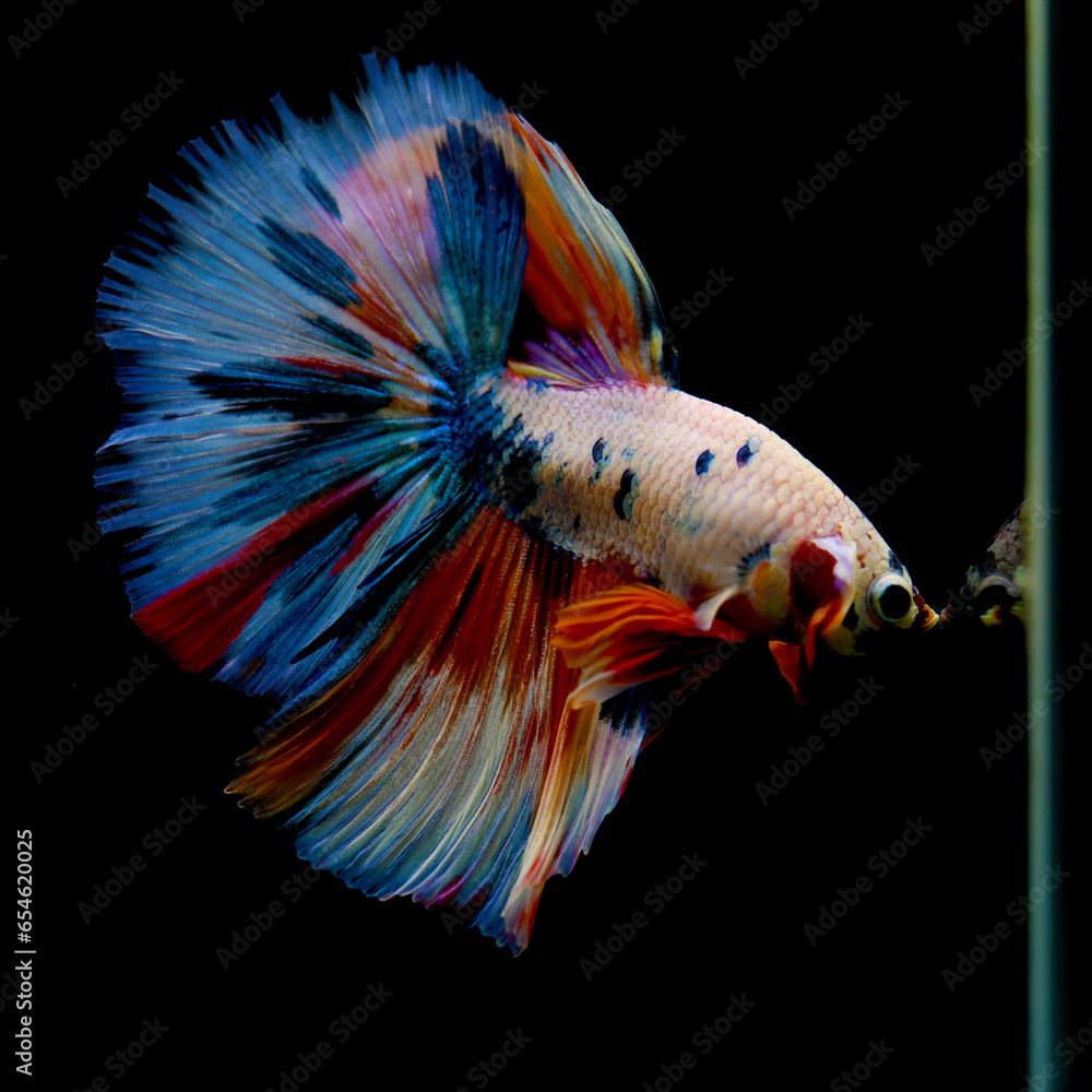 Fototapeta premium Betta fish Fancy Nemo Blue Marble Halfmoon fighting fish from Thailand, Siamese fighting fish on isolated black background.