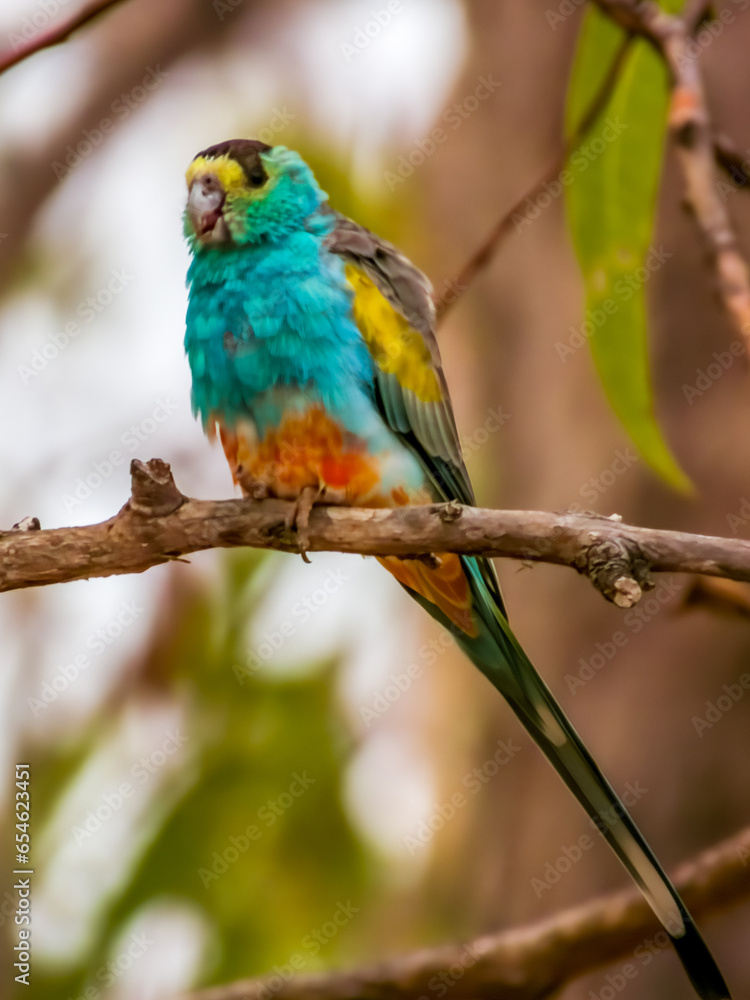 Golden-shouldered Parrot in Queensland Australia