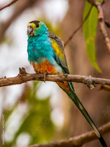 Golden-shouldered Parrot in Queensland Australia © Imogen