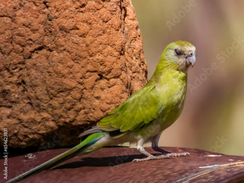 Golden-shouldered Parrot in Queensland Australia photo