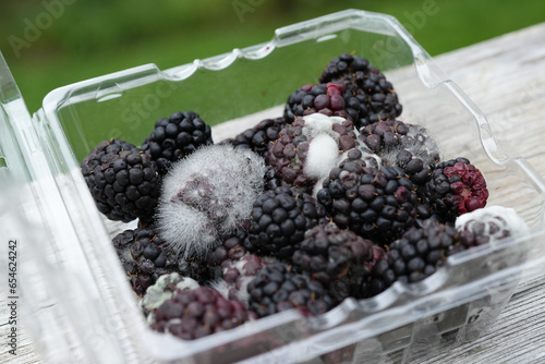 Moldy Fungus on Blackberries in Plastic Containers,  Understanding Food Contamination.