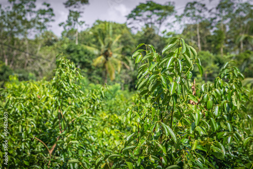 A perfect green cinnamon grove in Sri Lanka.