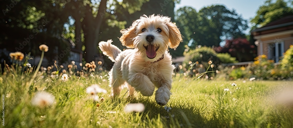Happy pet dog playing on green grass lawn in full length portrait on summer day - obrazy, fototapety, plakaty 