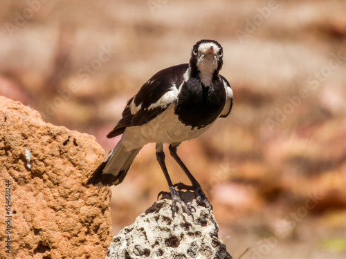 Wallpaper Mural Magpie Lark in Queensland Australia Torontodigital.ca